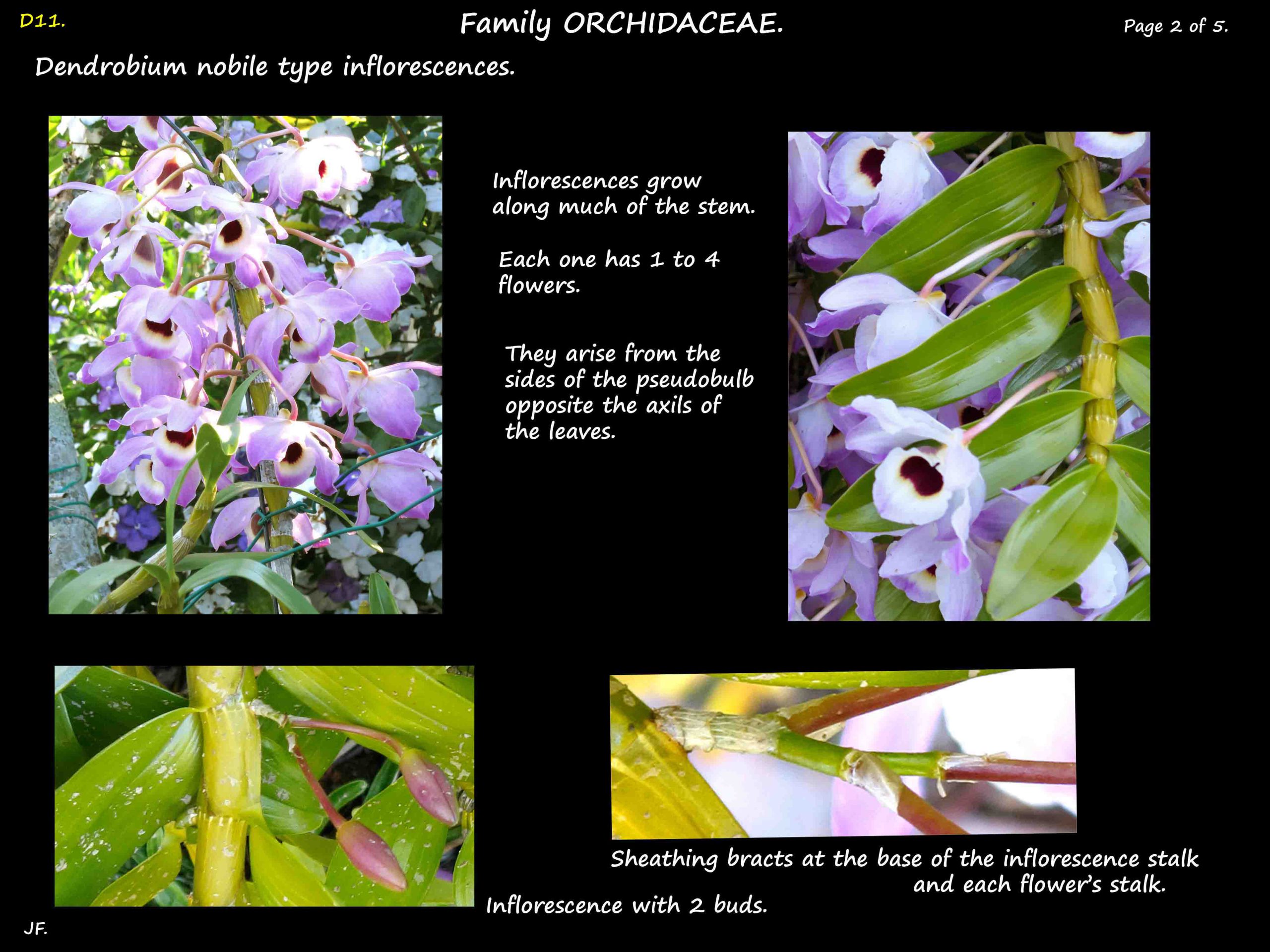 2 Dendrobium nobile inflorescence